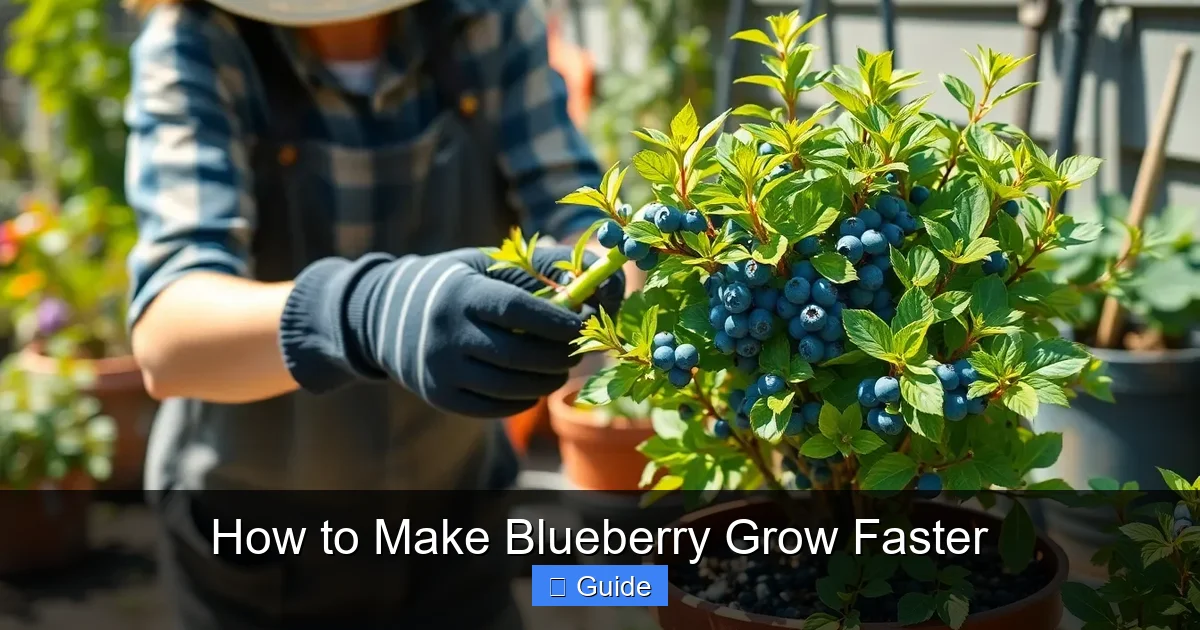How to Make Blueberry Grow Faster