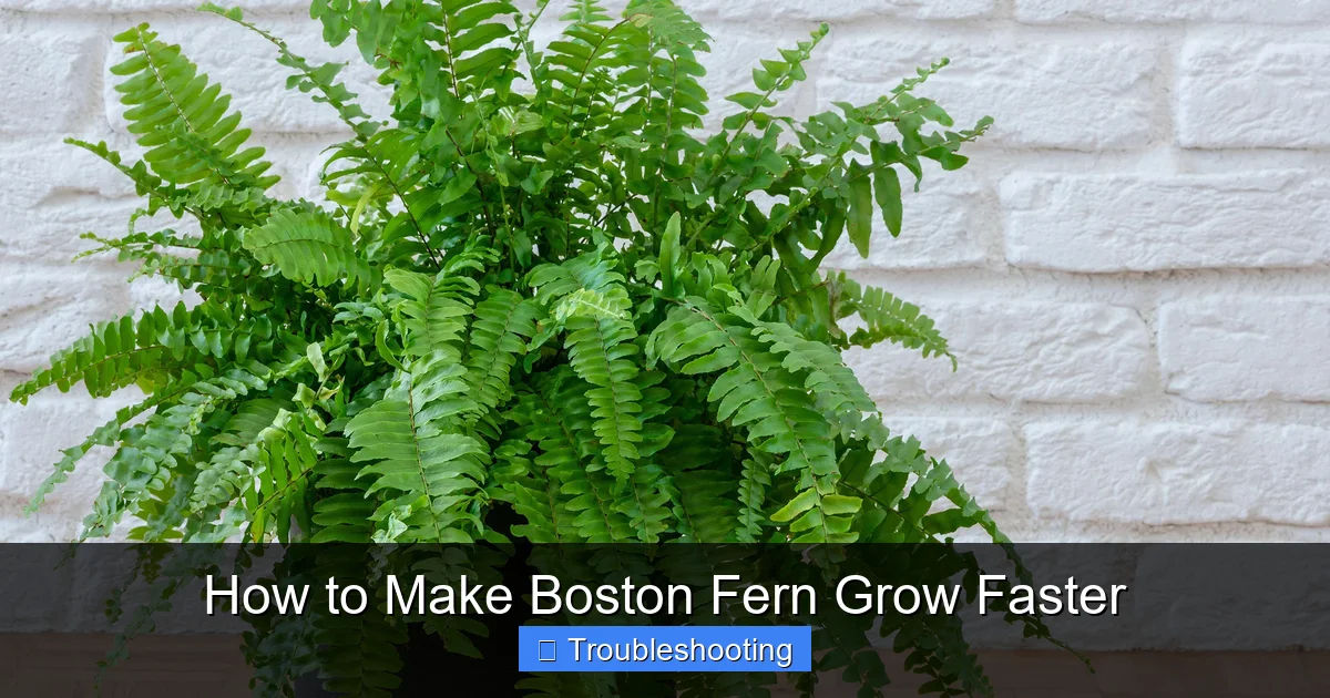 How to Make Boston Fern Grow Faster