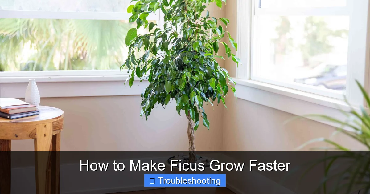 How to Make Ficus Grow Faster