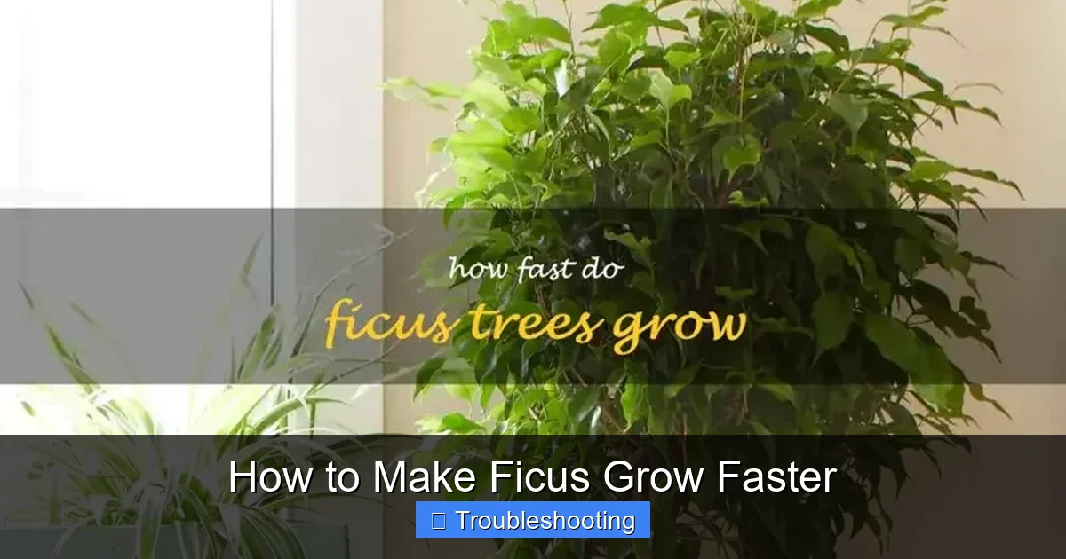 How to Make Ficus Grow Faster