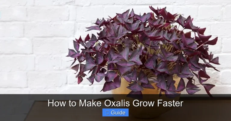 How to Make Oxalis Grow Faster