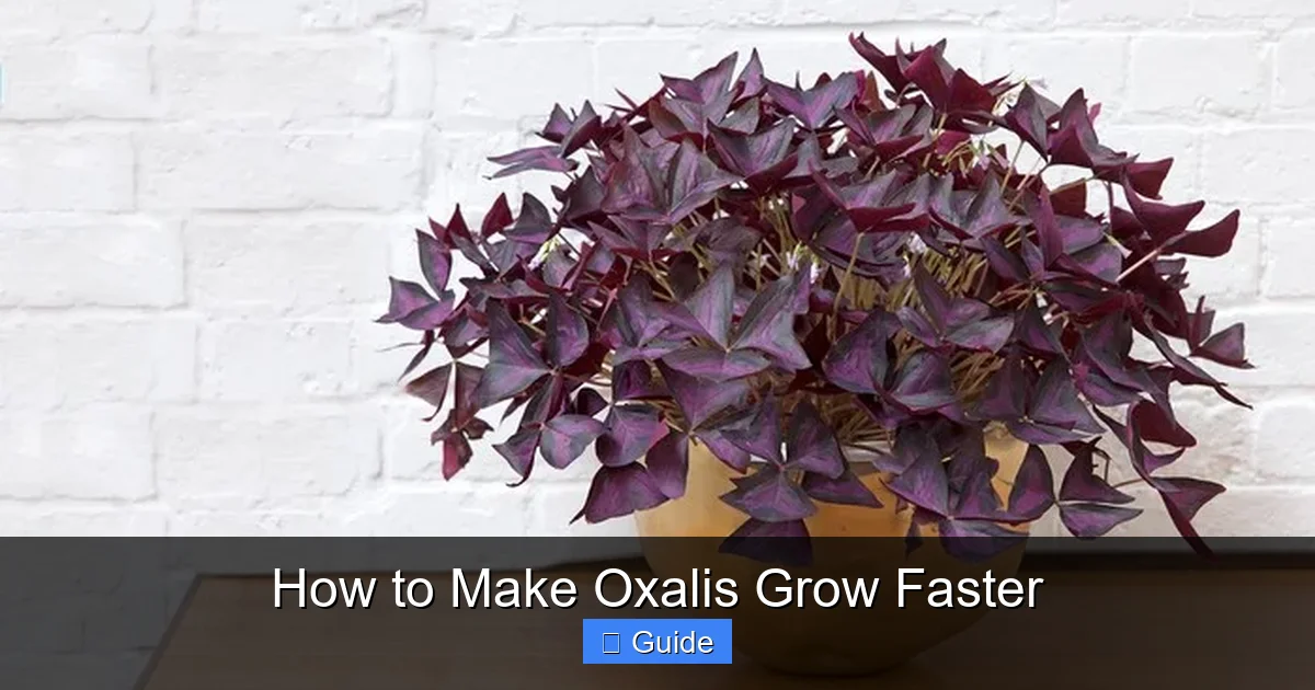 How to Make Oxalis Grow Faster