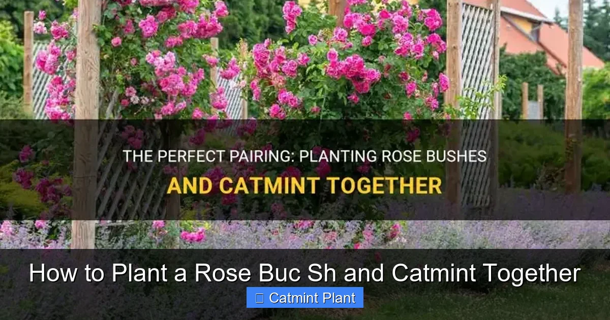 How to Plant a Rose Buc Sh and Catmint Together
