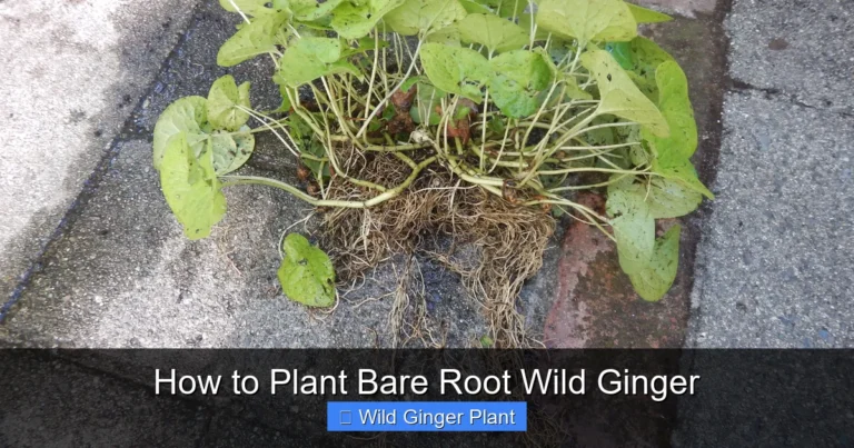 How to Plant Bare Root Wild Ginger