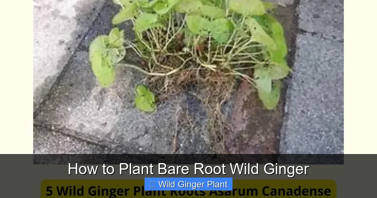 How to Plant Bare Root Wild Ginger