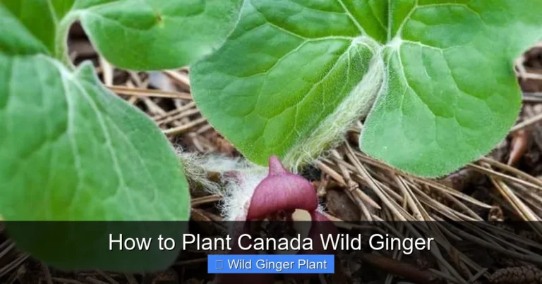 How to Plant Canada Wild Ginger