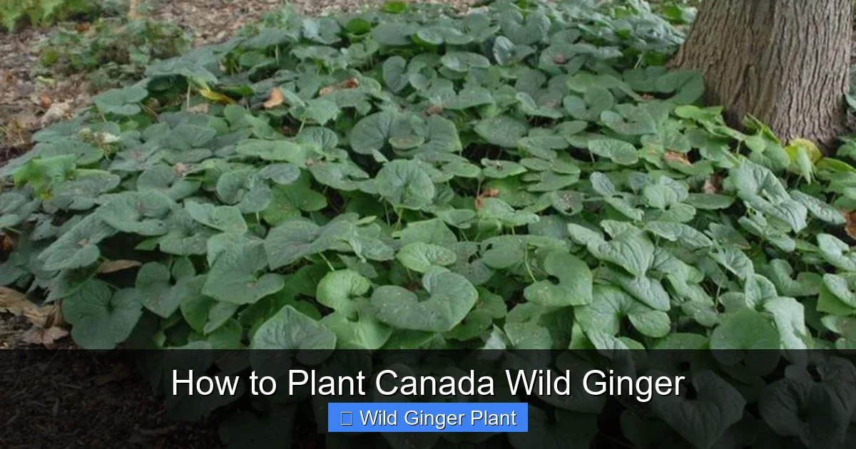 How to Plant Canada Wild Ginger