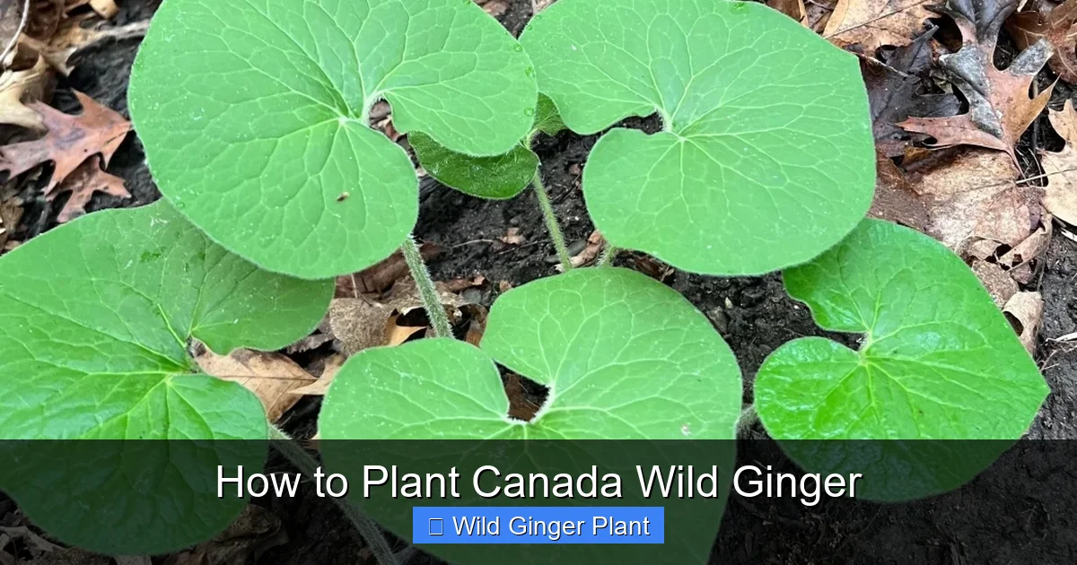 How to Plant Canada Wild Ginger