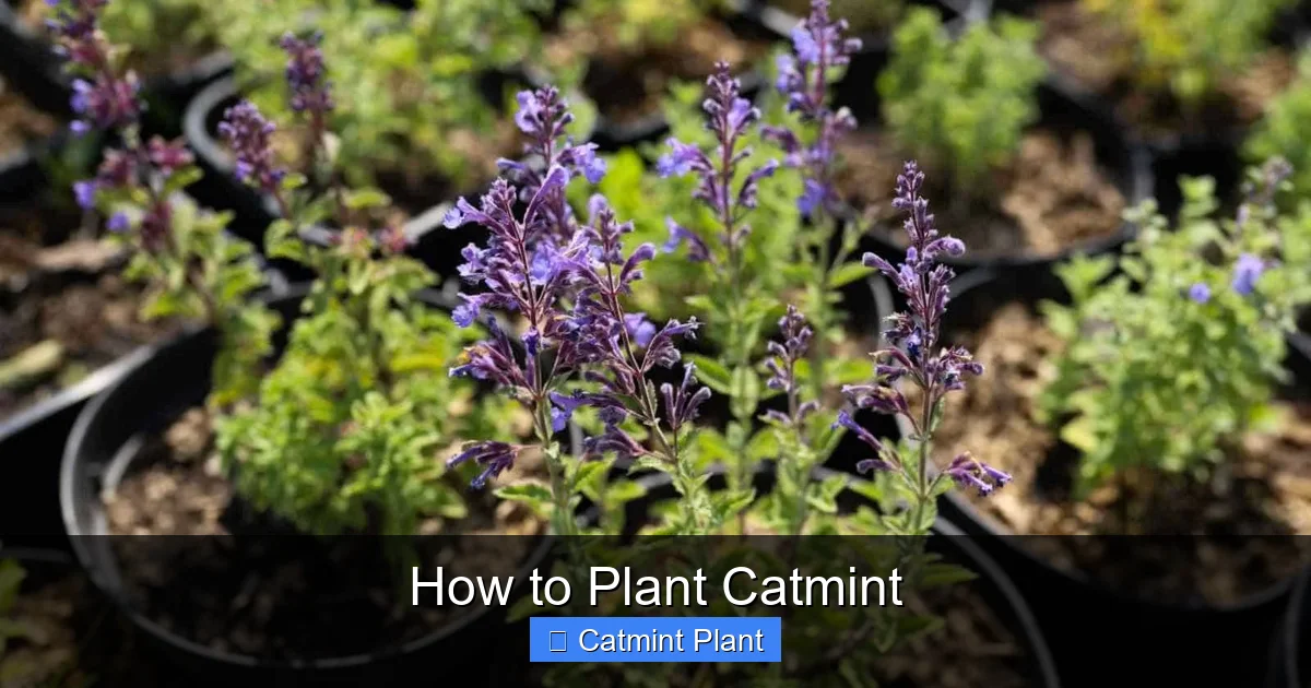 How to Plant Catmint