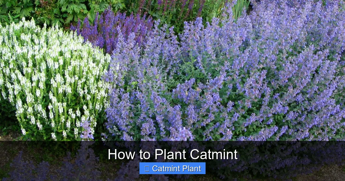 How to Plant Catmint