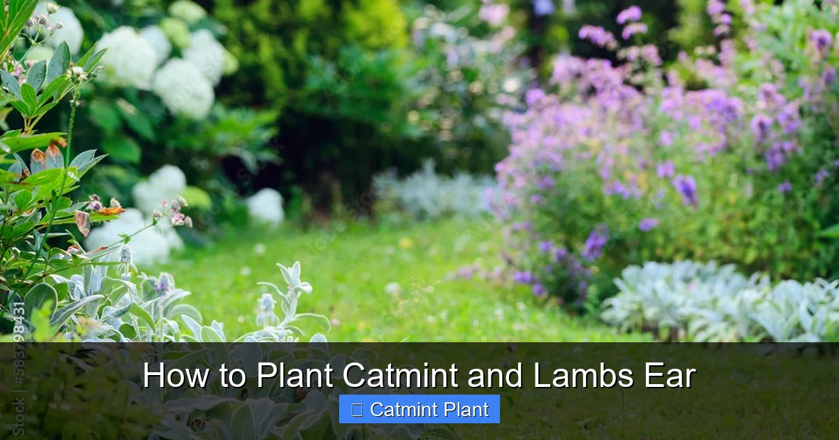 How to Plant Catmint and Lambs Ear