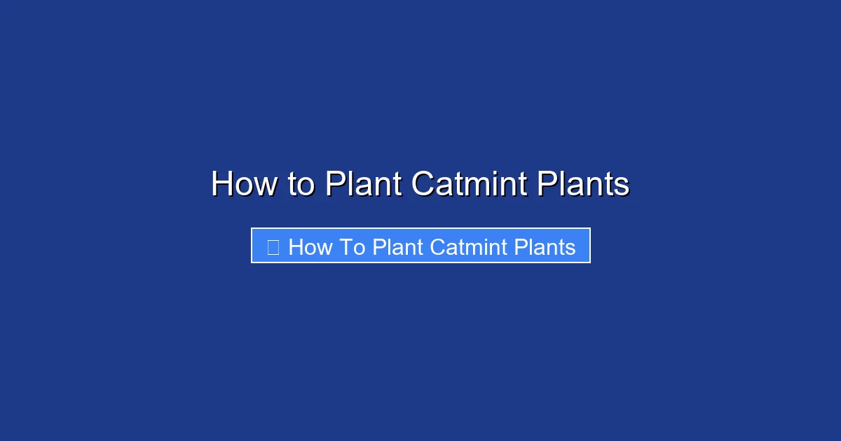 How to Plant Catmint Plants