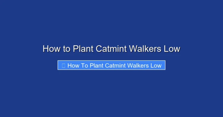 How to Plant Catmint Walkers Low