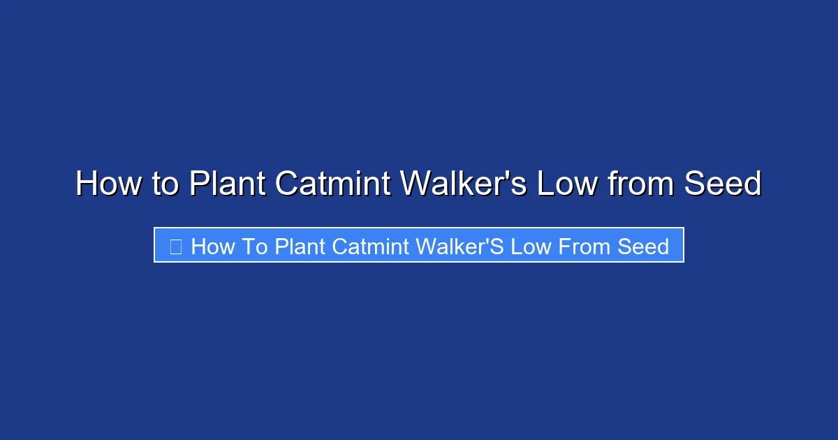 How to Plant Catmint Walker's Low from Seed
