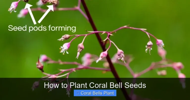 How to Plant Coral Bell Seeds
