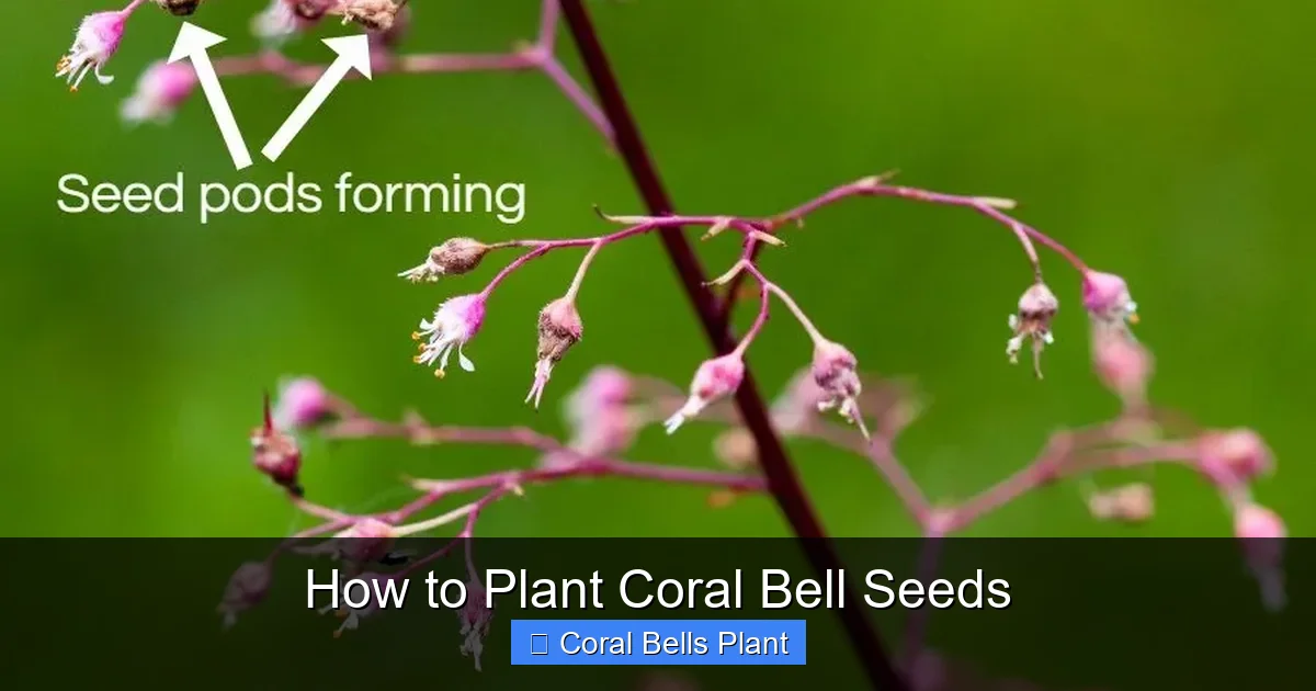 How to Plant Coral Bell Seeds
