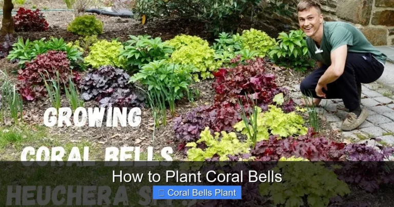 How to Plant Coral Bells