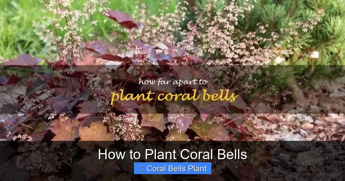 How to Plant Coral Bells