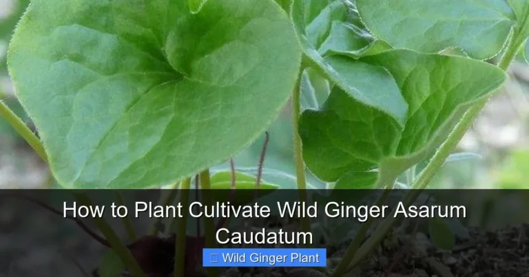 How to Plant Cultivate Wild Ginger Asarum Caudatum
