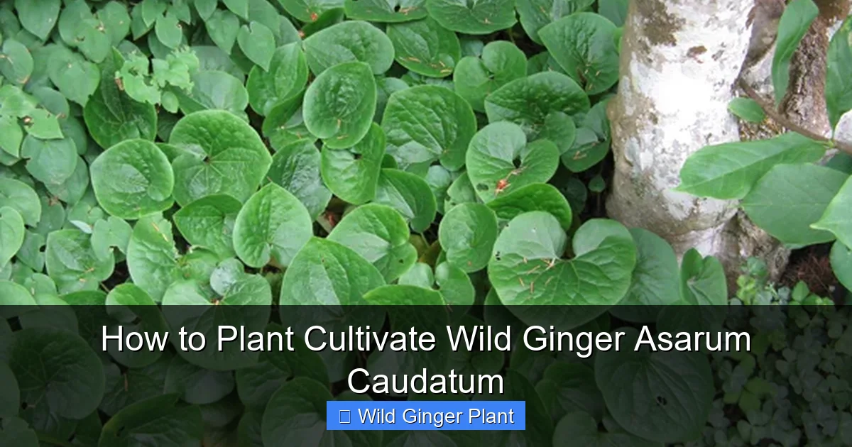 How to Plant Cultivate Wild Ginger Asarum Caudatum