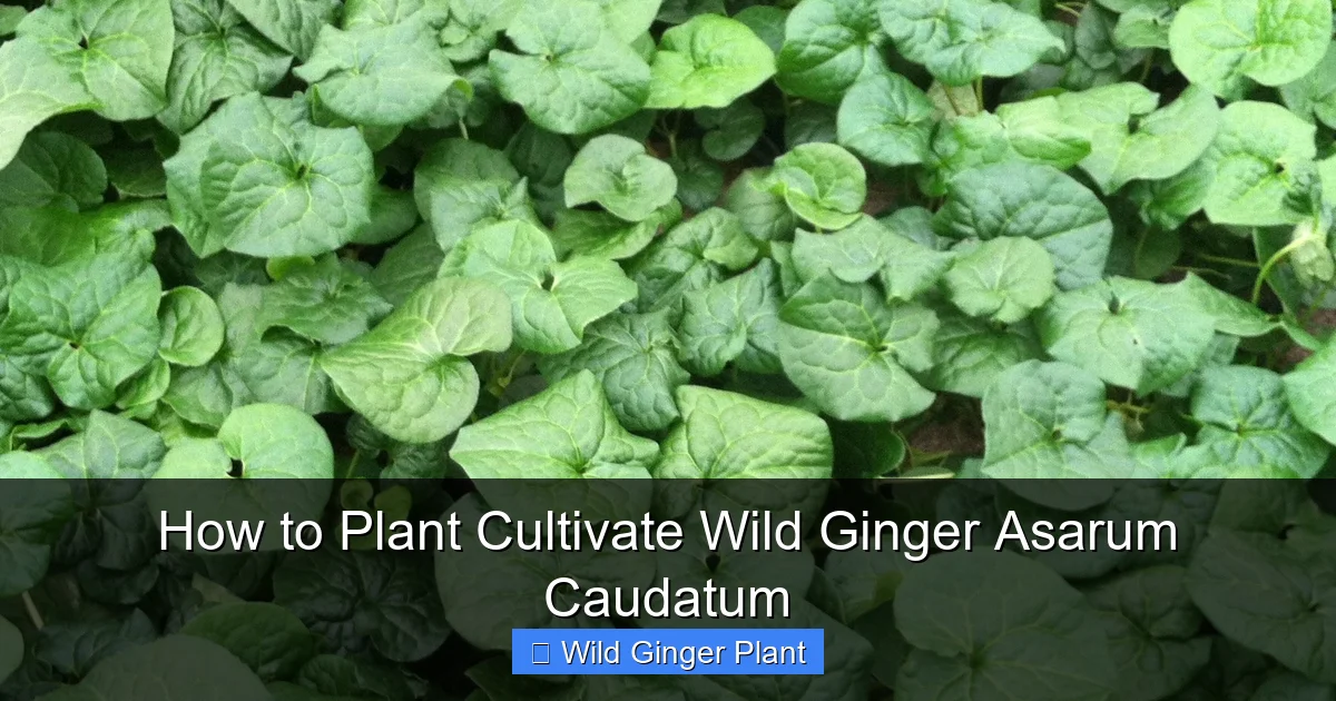 How to Plant Cultivate Wild Ginger Asarum Caudatum