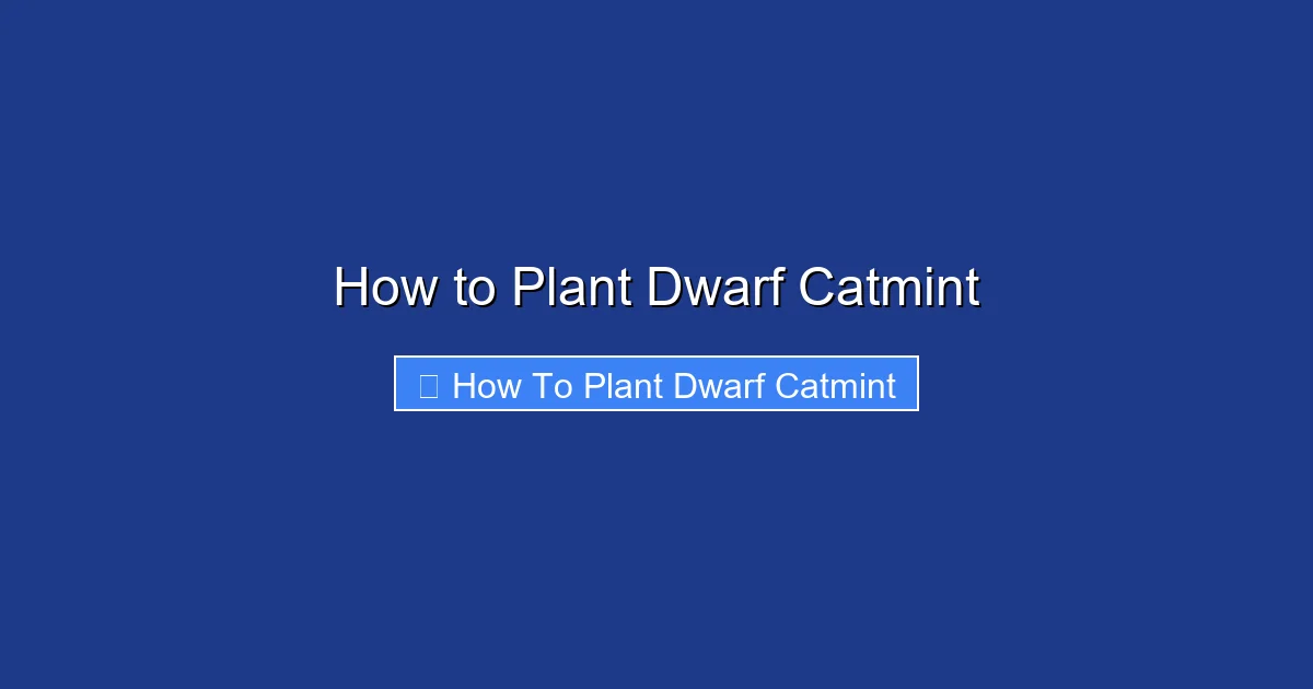 How to Plant Dwarf Catmint