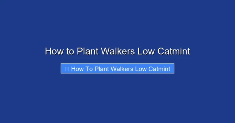 How to Plant Walkers Low Catmint