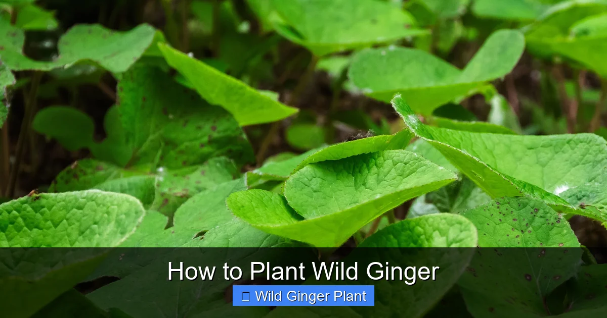 How to Plant Wild Ginger