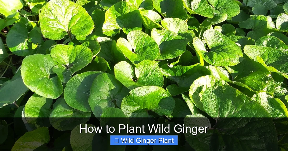 How to Plant Wild Ginger