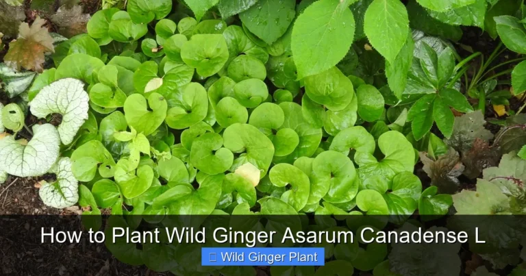 How to Plant Wild Ginger Asarum Canadense L