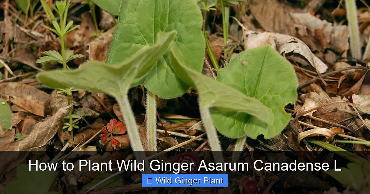 How to Plant Wild Ginger Asarum Canadense L