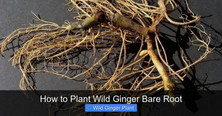 How to Plant Wild Ginger Bare Root