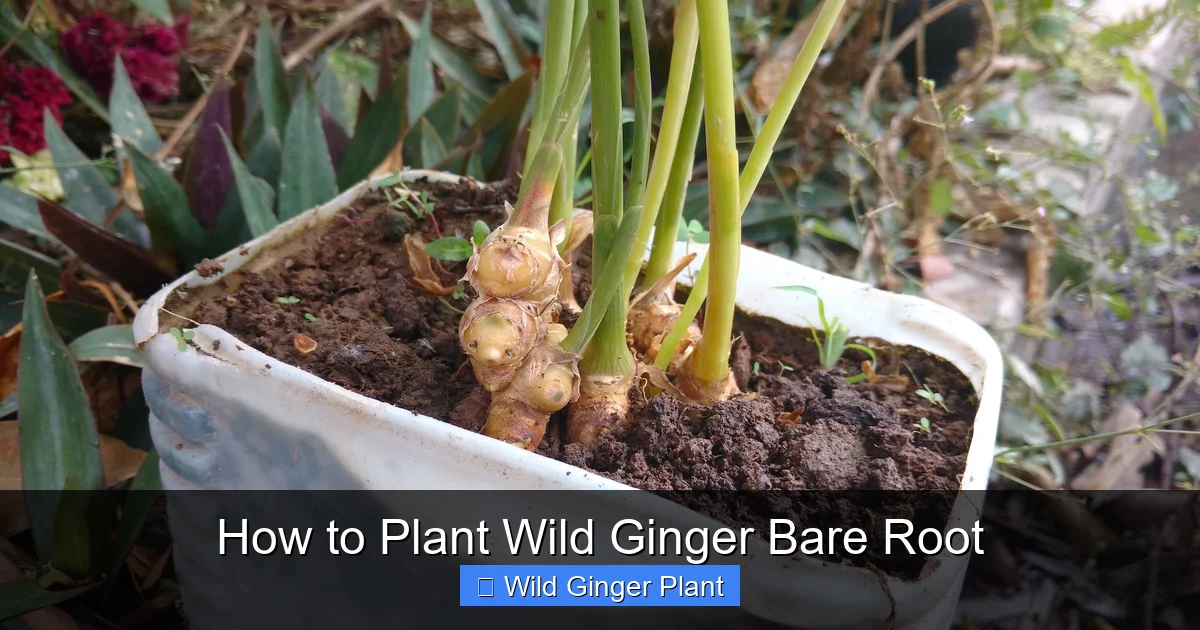How to Plant Wild Ginger Bare Root