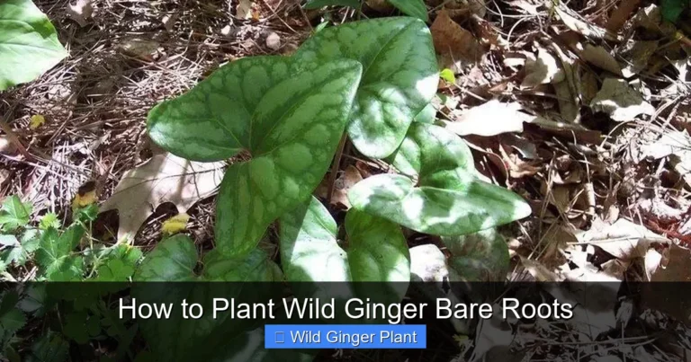 How to Plant Wild Ginger Bare Roots