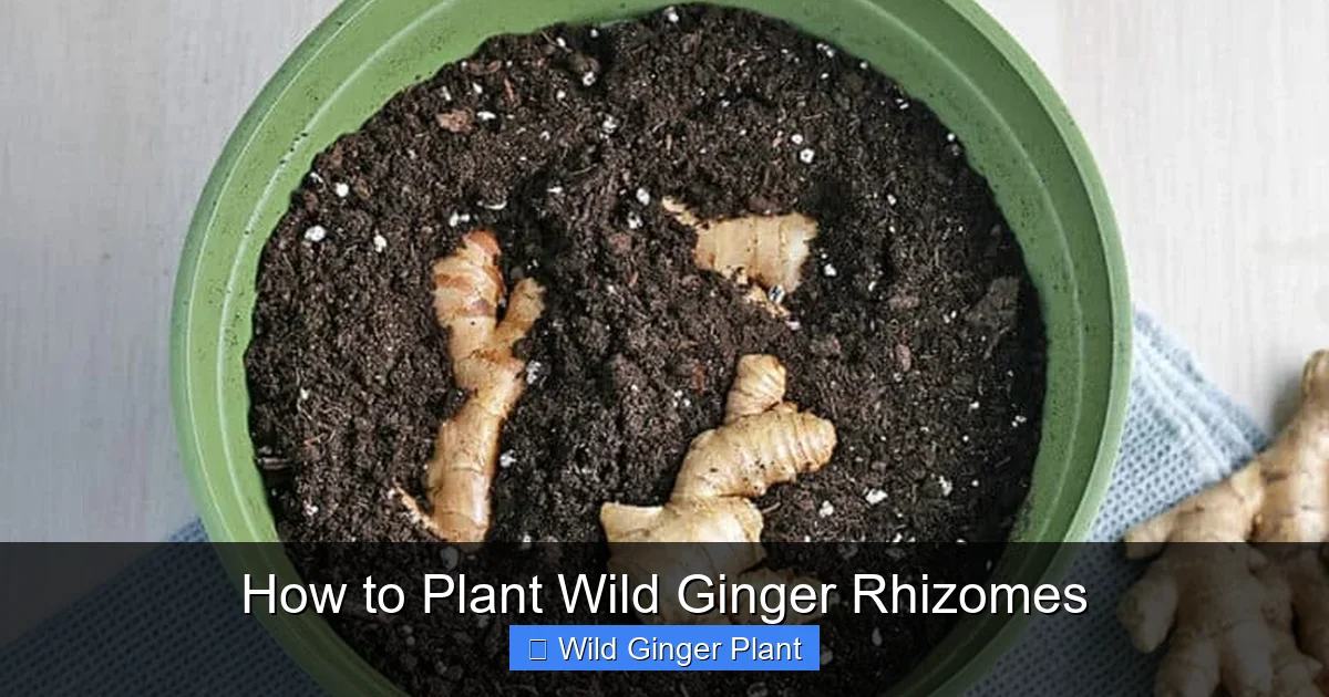 How to Plant Wild Ginger Rhizomes