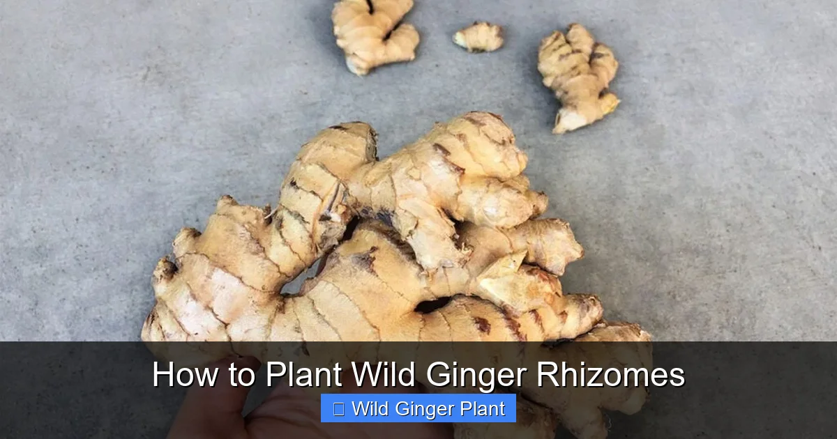 How to Plant Wild Ginger Rhizomes