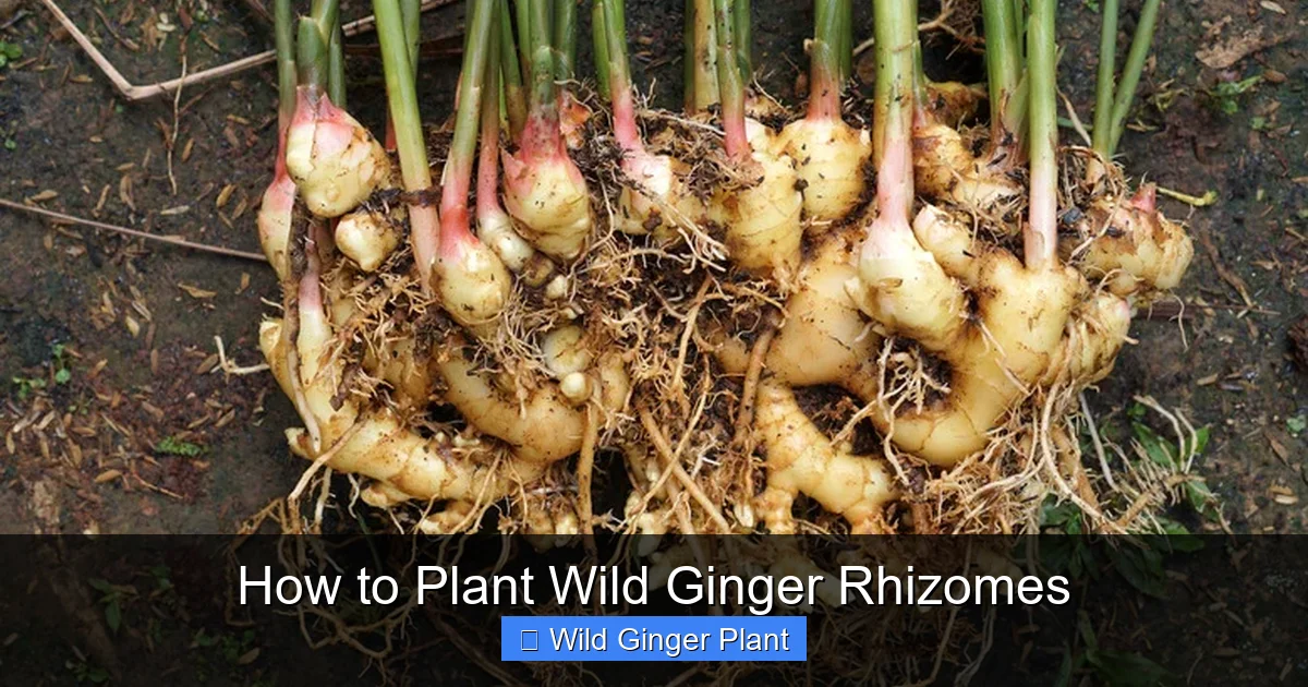 How to Plant Wild Ginger Rhizomes
