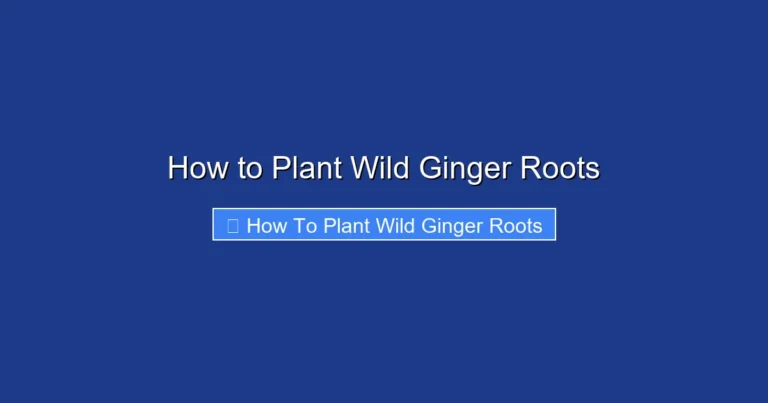 How to Plant Wild Ginger Roots