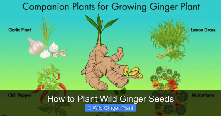 How to Plant Wild Ginger Seeds