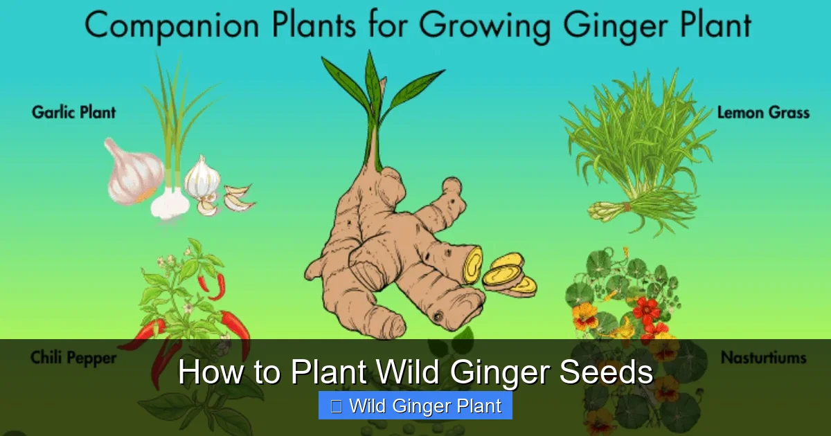 How to Plant Wild Ginger Seeds