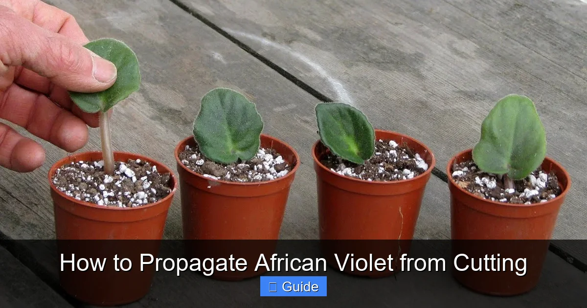 How to Propagate African Violet from Cutting