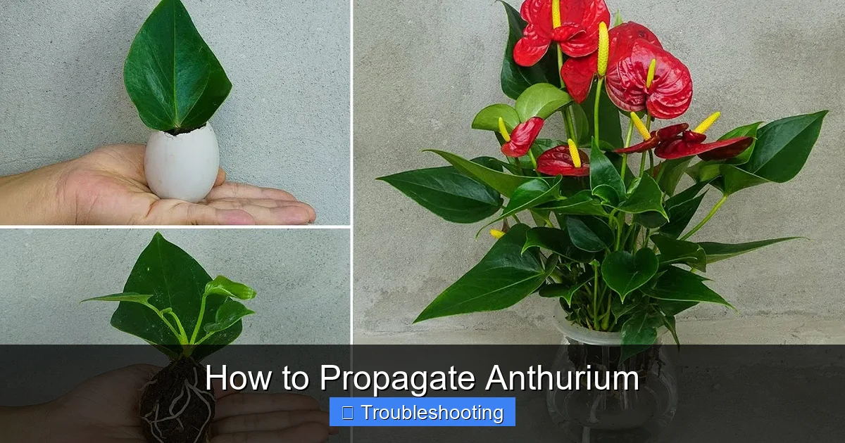 How to Propagate Anthurium