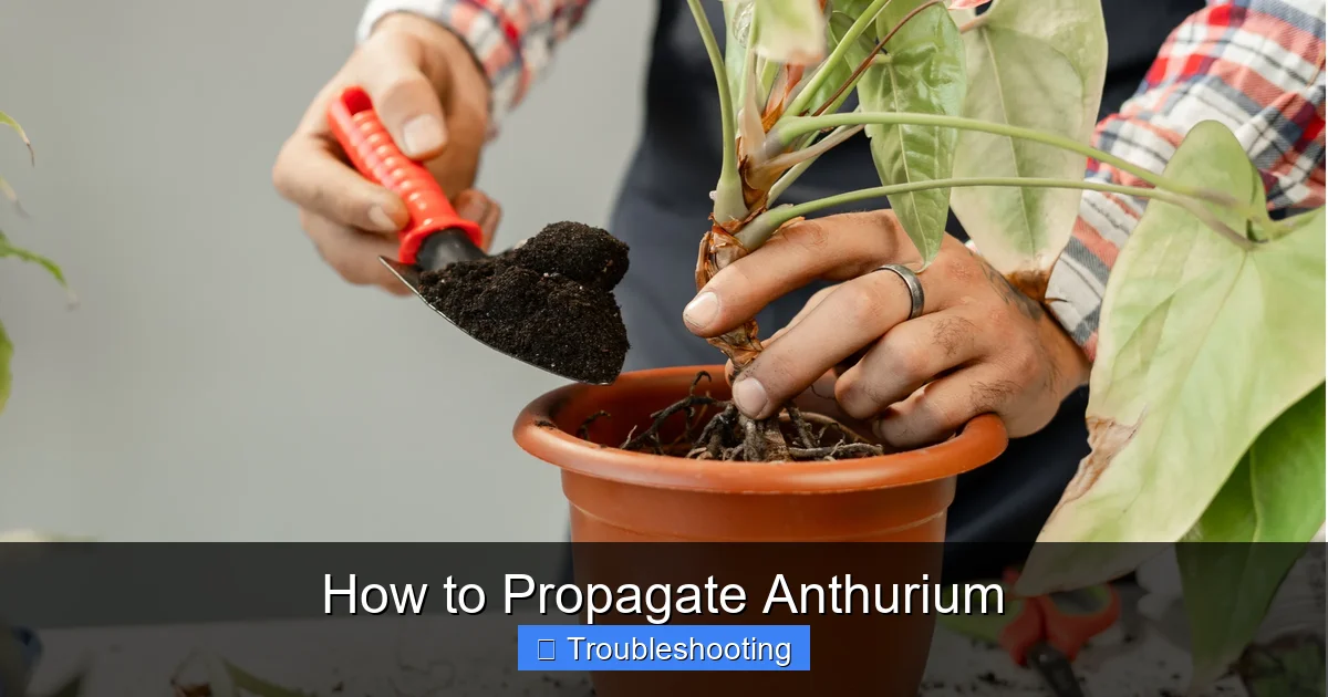 How to Propagate Anthurium