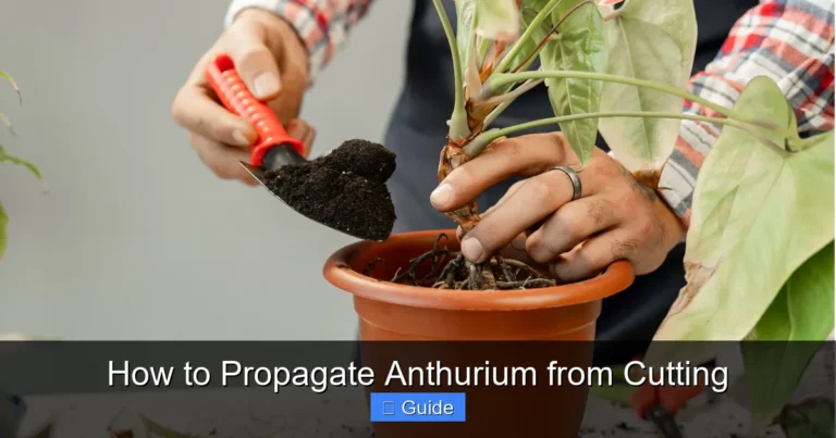 How to Propagate Anthurium from Cutting