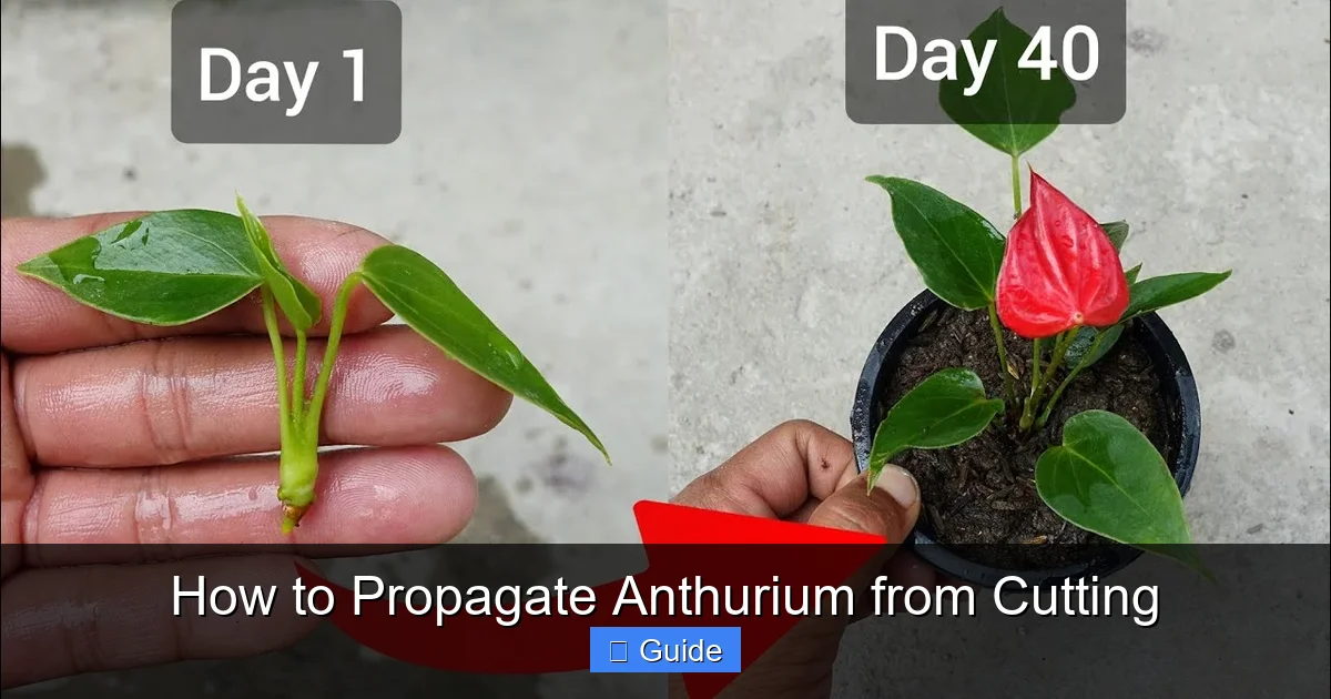 How to Propagate Anthurium from Cutting