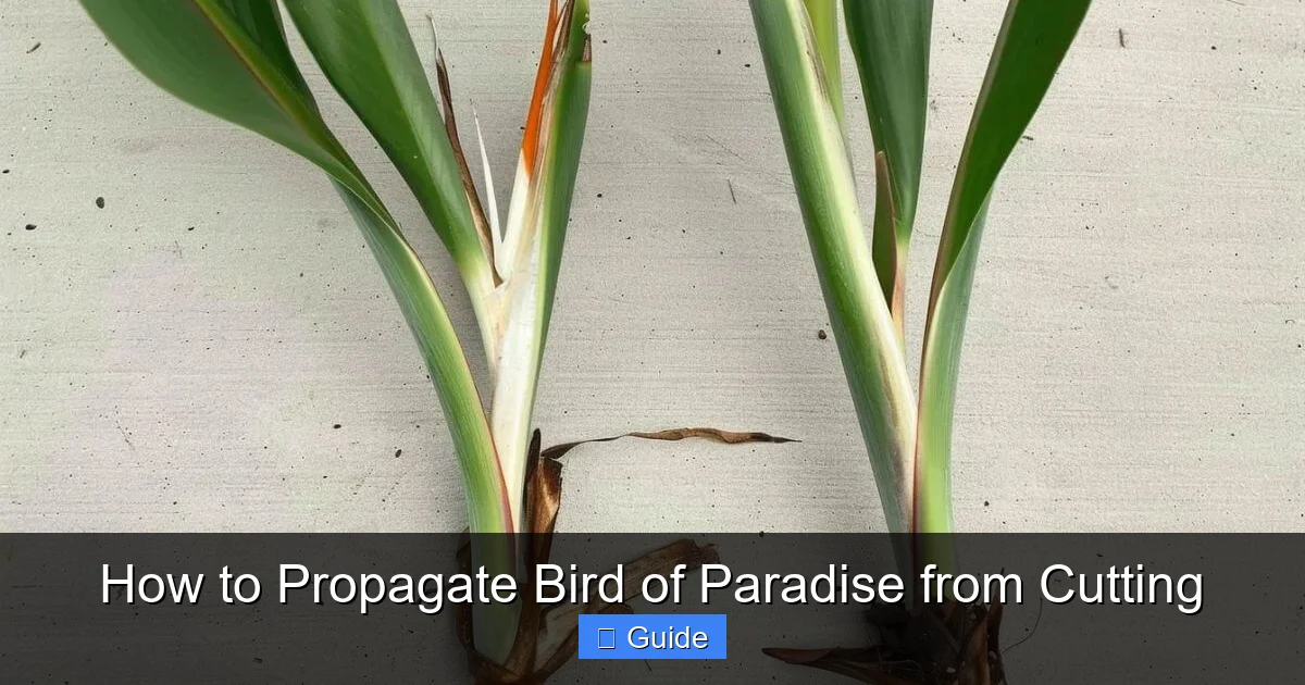 How to Propagate Bird of Paradise from Cutting