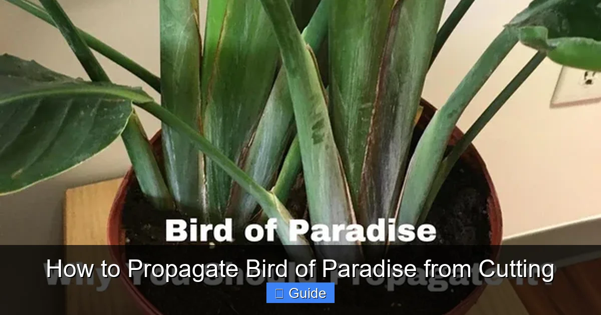 How to Propagate Bird of Paradise from Cutting