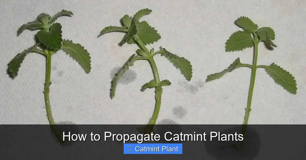 How to Propagate Catmint Plants