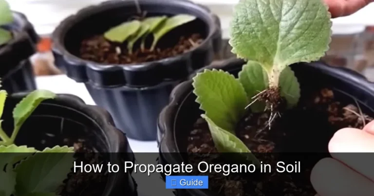 How to Propagate Oregano in Soil