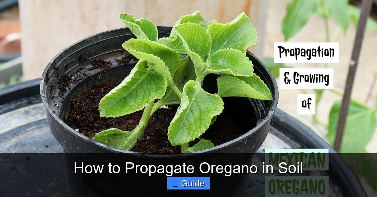 How to Propagate Oregano in Soil